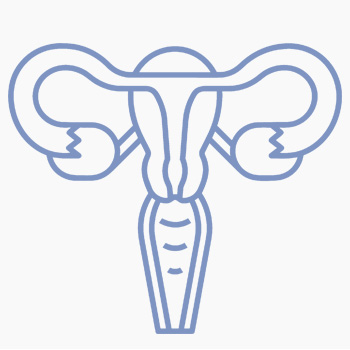 reproductive system